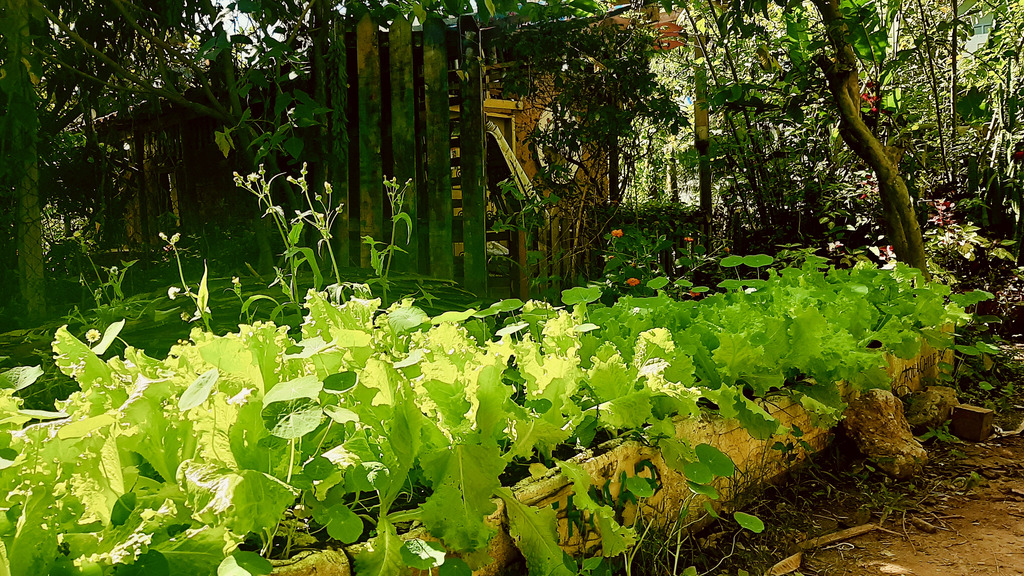 Desertos Alimentares em xeque