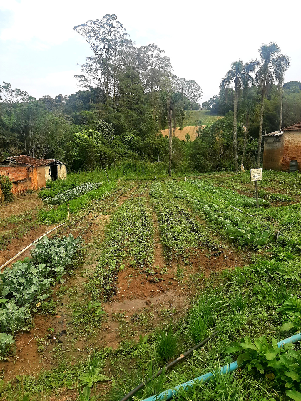 5 lugares agroecológicos e com alimentação saudável em São Paulo (SP)